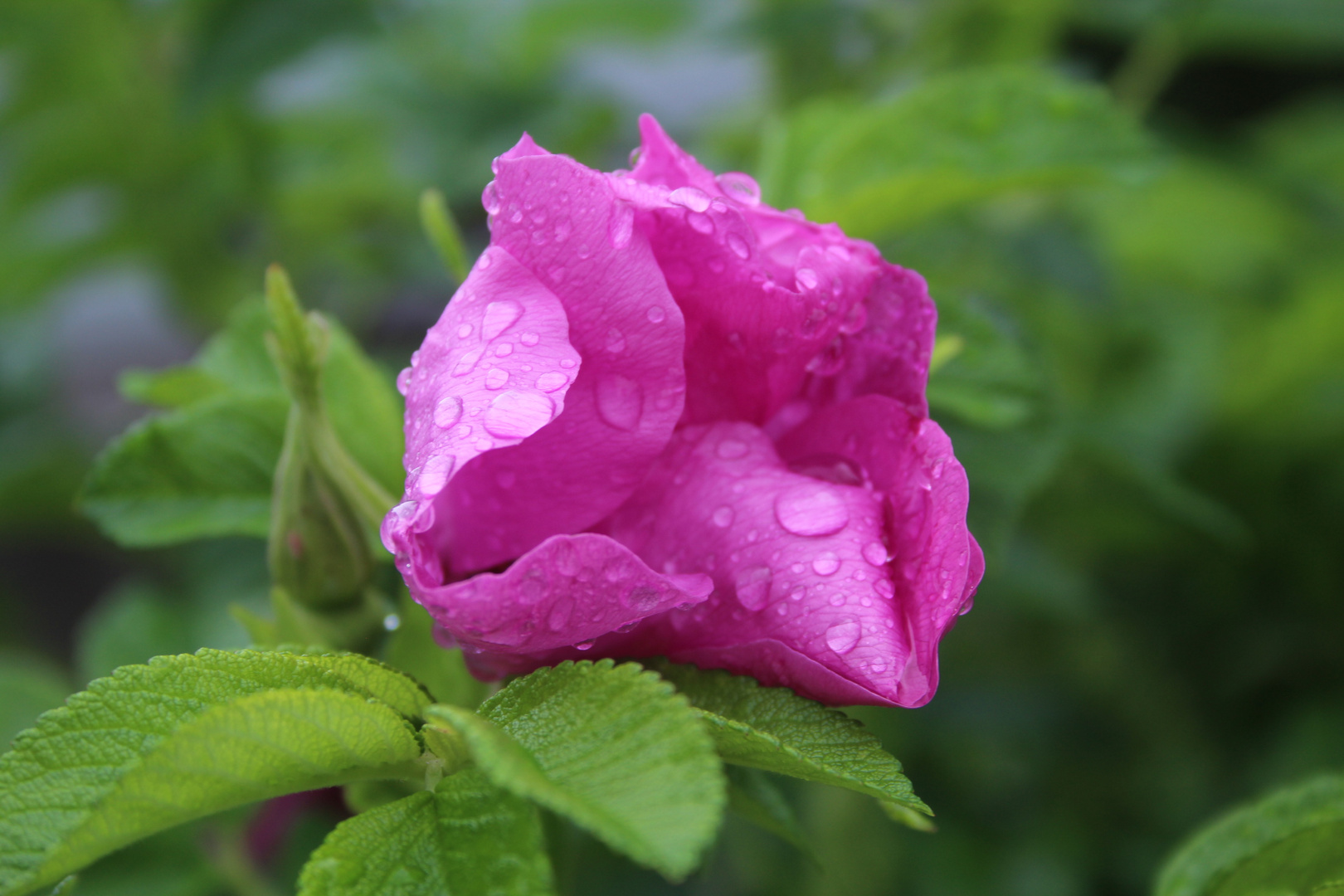 Kartoffelrose im Regen