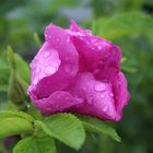 Kartoffelrose im Regen