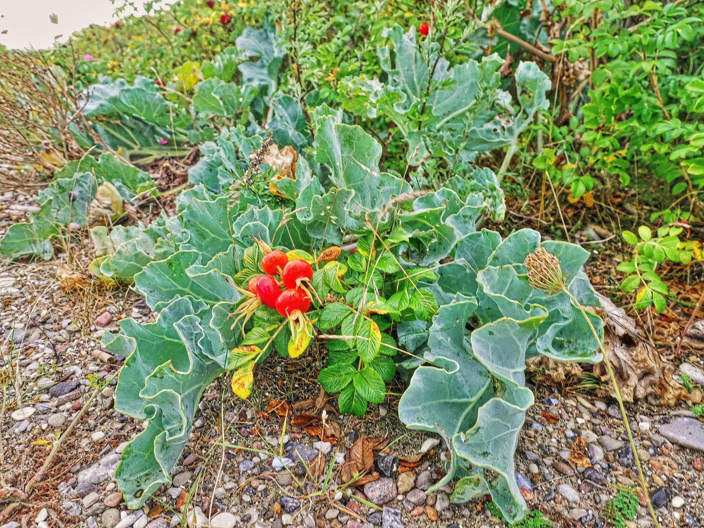 Kartoffelrose mit Strandkohl