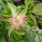 Kartoffelrose ohne Blütenblätter