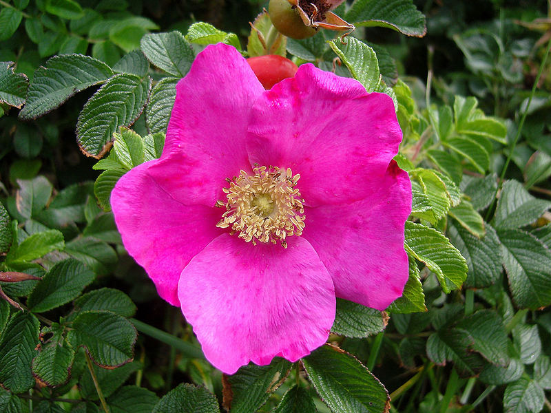 Kartoffelrose Rosa rugosa auf Sylt