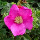 Kartoffelrose Rosa rugosa auf Sylt