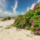 Kartoffelrosen auf Fanø