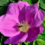 Kartoffelrosenblüte (Jani hat den Namen korrigiert) mit Besucher