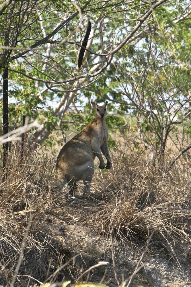 Karumba am Golf von Carpentaria.