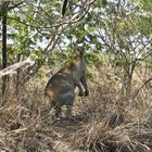 Karumba am Golf von Carpentaria.