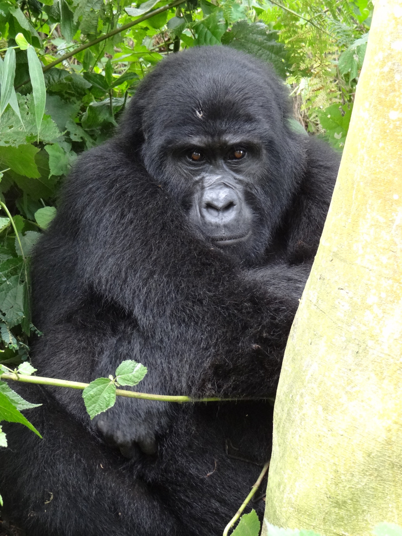 Karungi aus Uganda