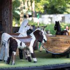 Karusell auf dem Mittelaltermarkt 