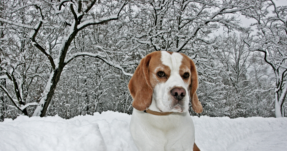 Karuso im Schnee1