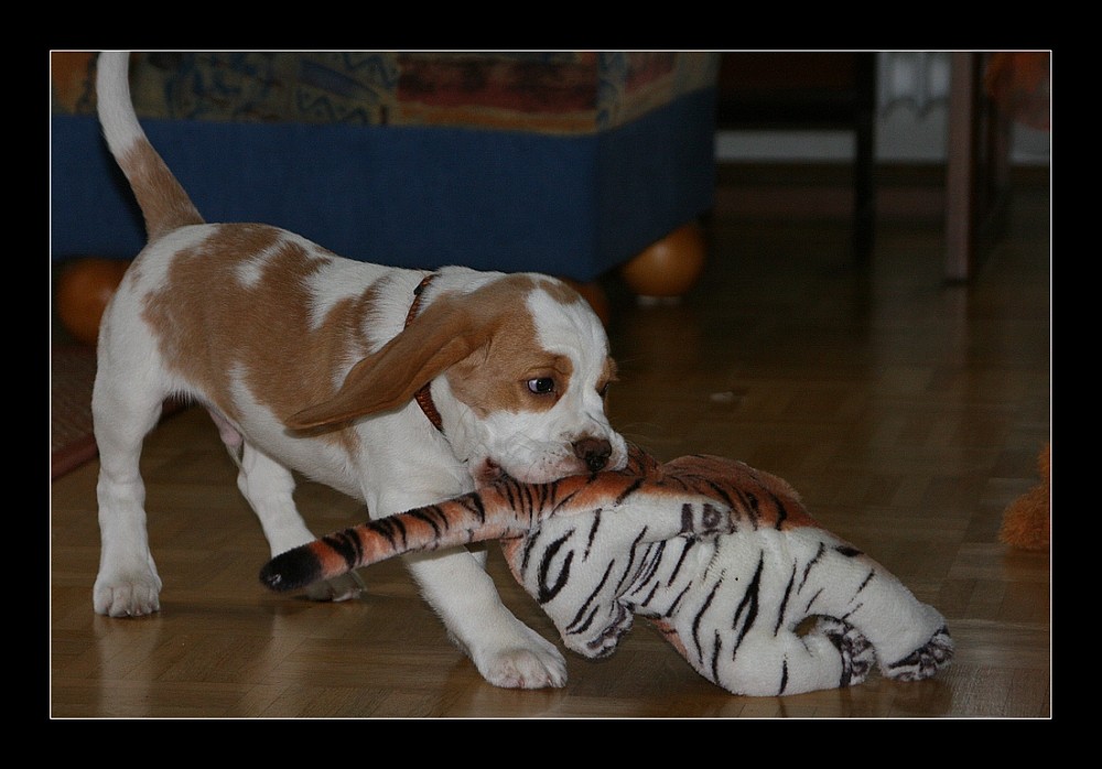 Karuso mit Tiger