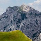 Karwendel - Vieh mit Aussicht