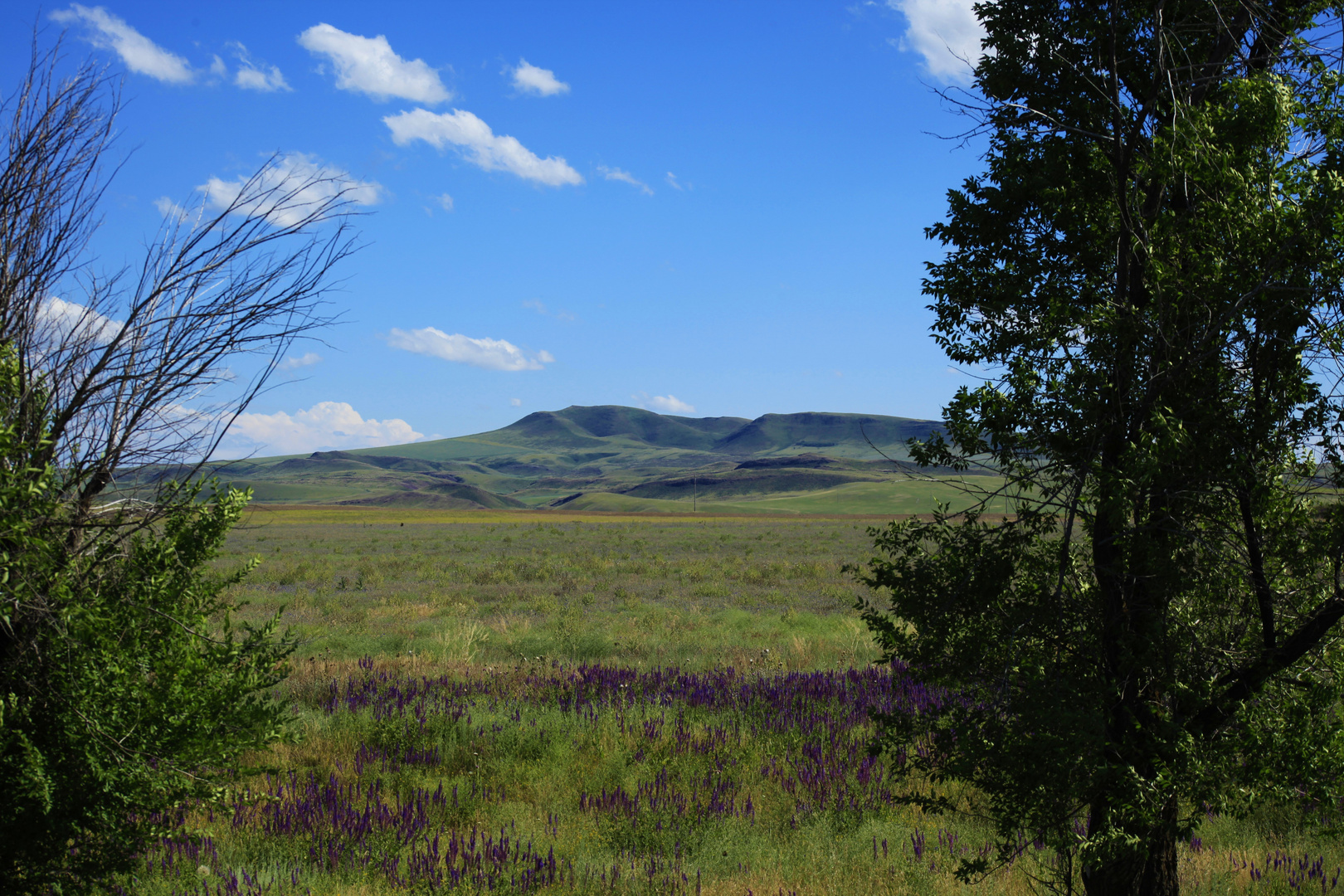 Kasachstan Landschft Blumen karge Berge durch 2 Sträucher