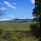 Kasachstan Landschft Blumen karge Berge durch 2 Sträucher