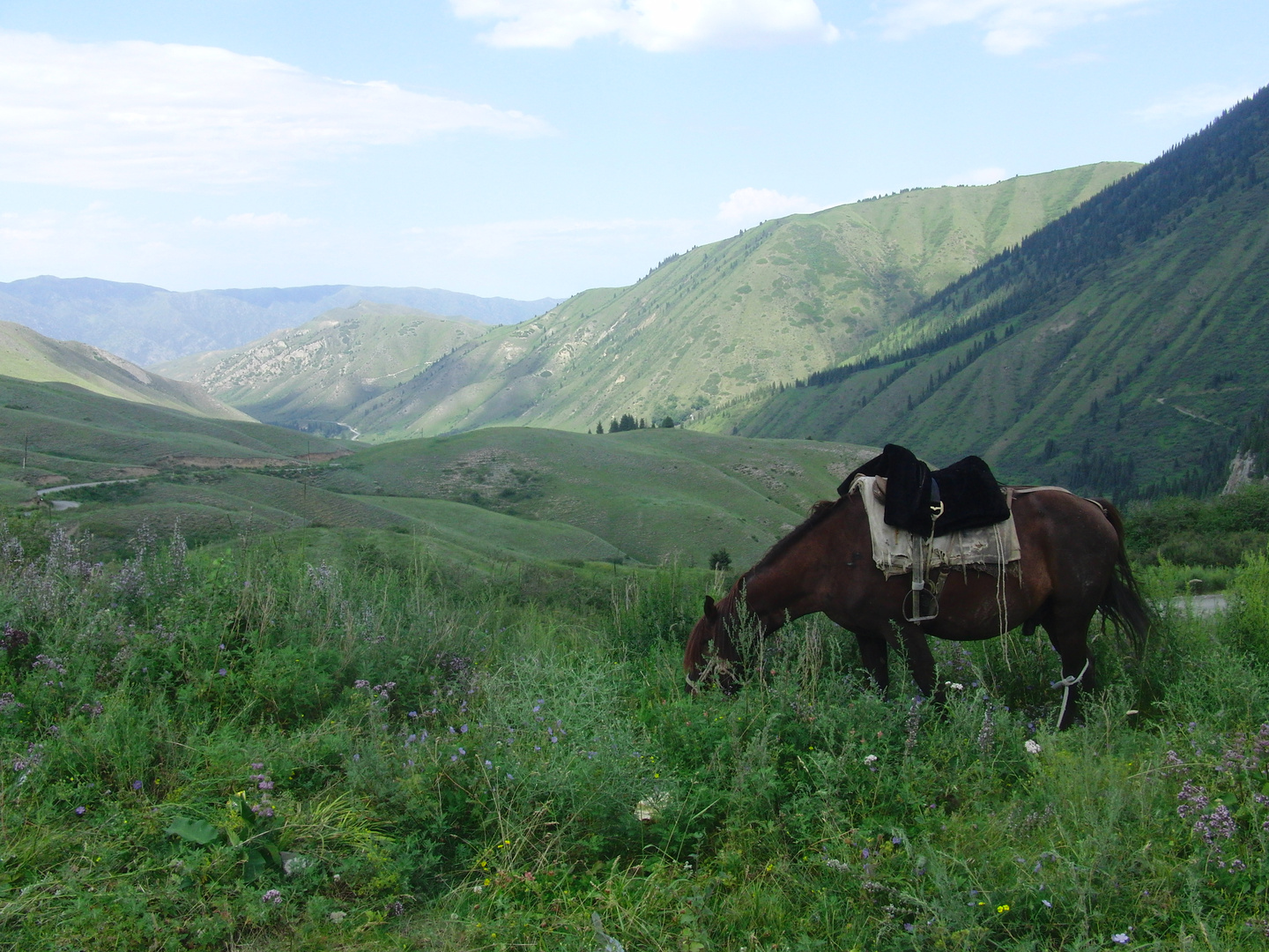 Kasachstan Pferd/ Kazakhstan Horse