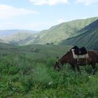 Kasachstan Pferd/ Kazakhstan Horse