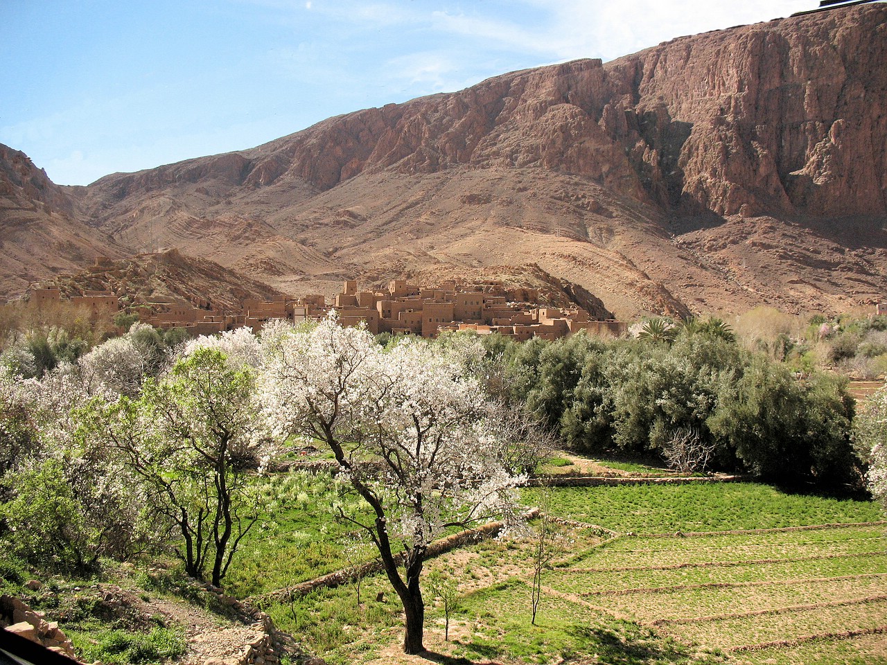 Kasbah und Mandelblüte