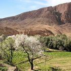 Kasbah und Mandelblüte