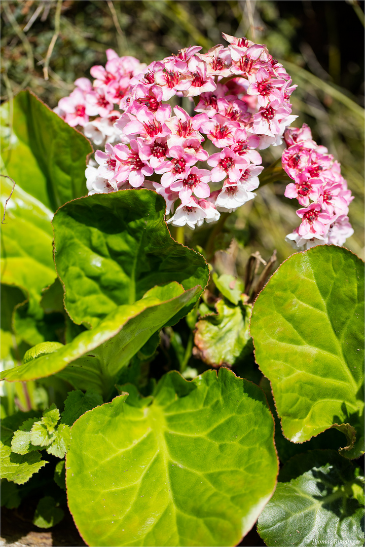 Kaschmir-Bergenie (Bergenia ciliata)