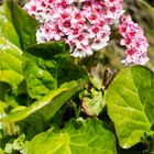 Kaschmir-Bergenie (Bergenia ciliata)