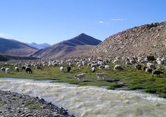 Kaschmirziegen und Schafe