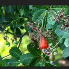 Kaschubaum (Anacardium occidentale) incl. Mittwochsblüten