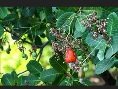 Kaschubaum (Anacardium occidentale) incl. Mittwochsblüten