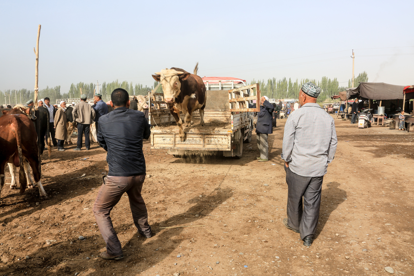 Kashgar (3)- Fliegende Kuh