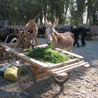 kashgar - sunday market