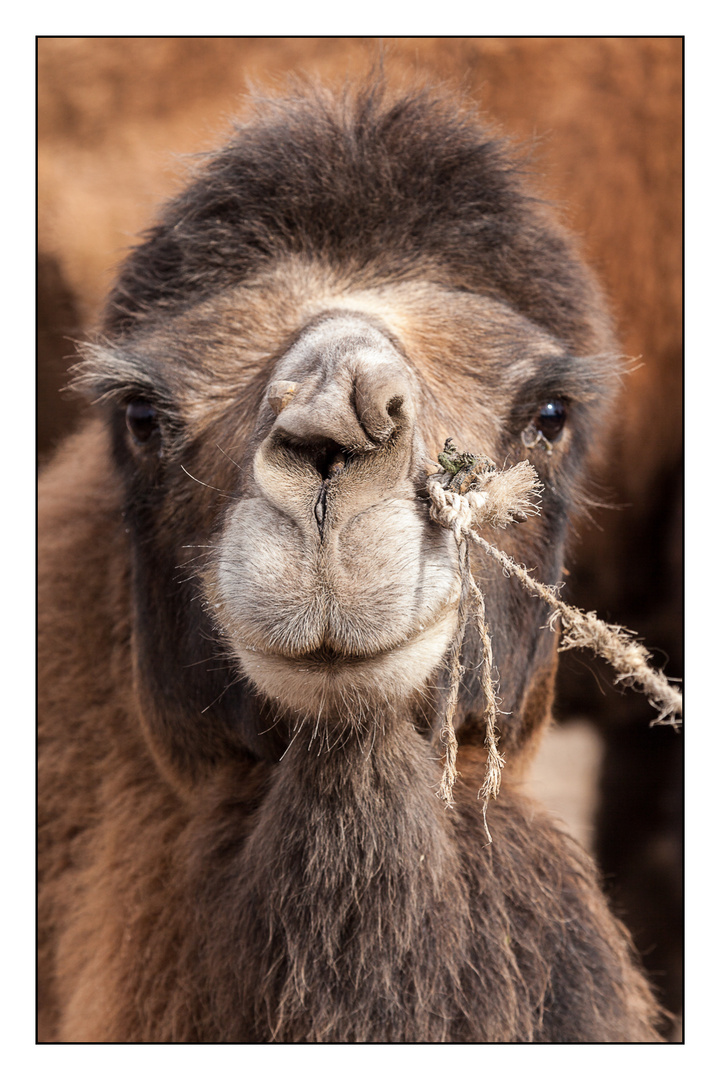 Kashgar - Sunday Market - Camel