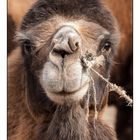 Kashgar - Sunday Market - Camel