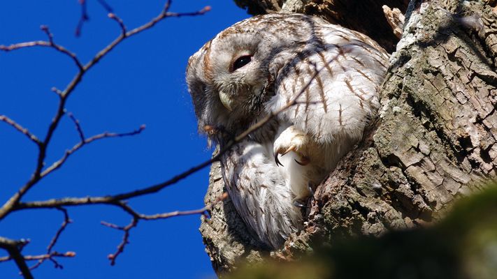 Kasimir der bekannteste Waldkauz nicht nur in München