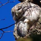 Kasimir der bekannteste Waldkauz nicht nur in München