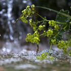 Kaskaden im Kurpark