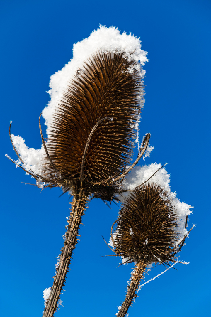 Kaskadendistel