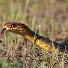 Kaspische Pfeilnatter ( Dolichophis caspius )