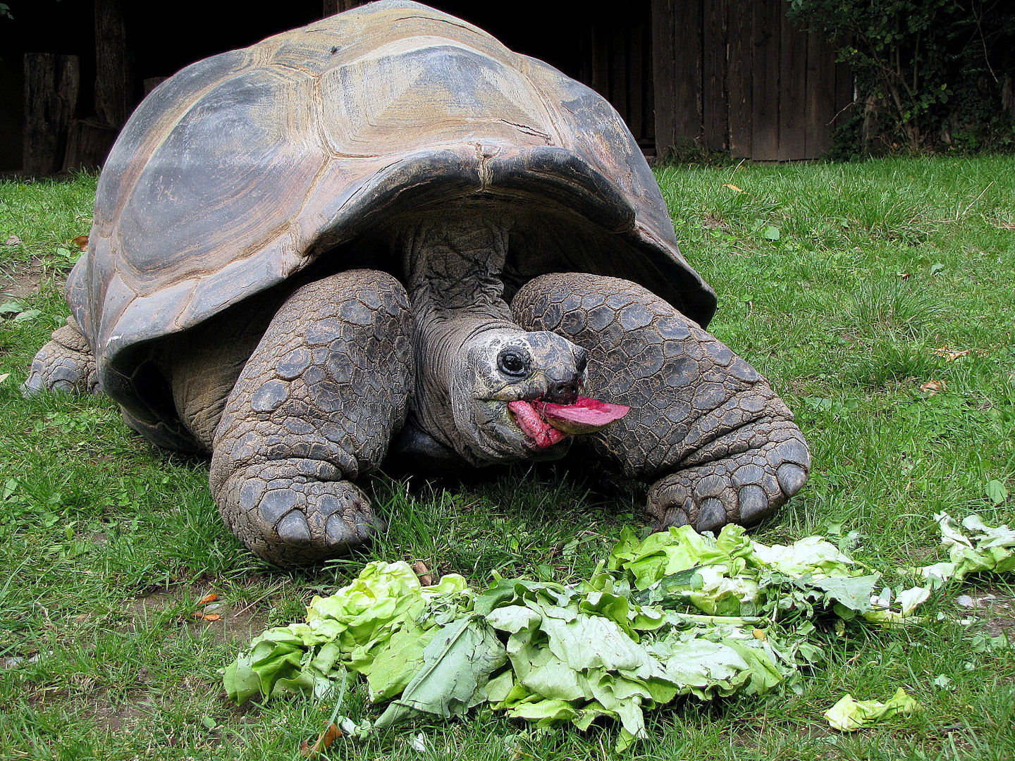 Kassiopeia Foto & Bild tiere, zoo, wildpark & falknerei, amphibien