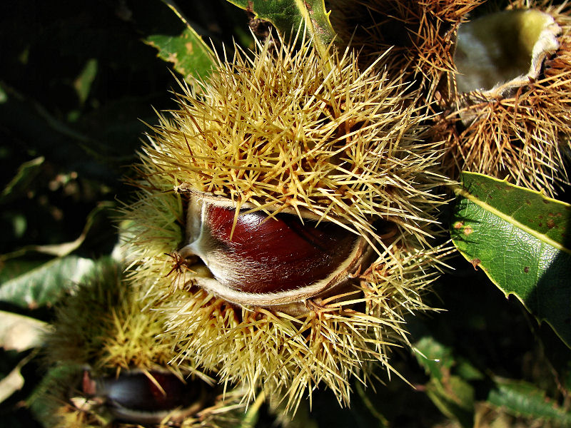 Kastanie Foto & Bild  jahreszeiten, herbst, natur Bilder auf fotocommunity