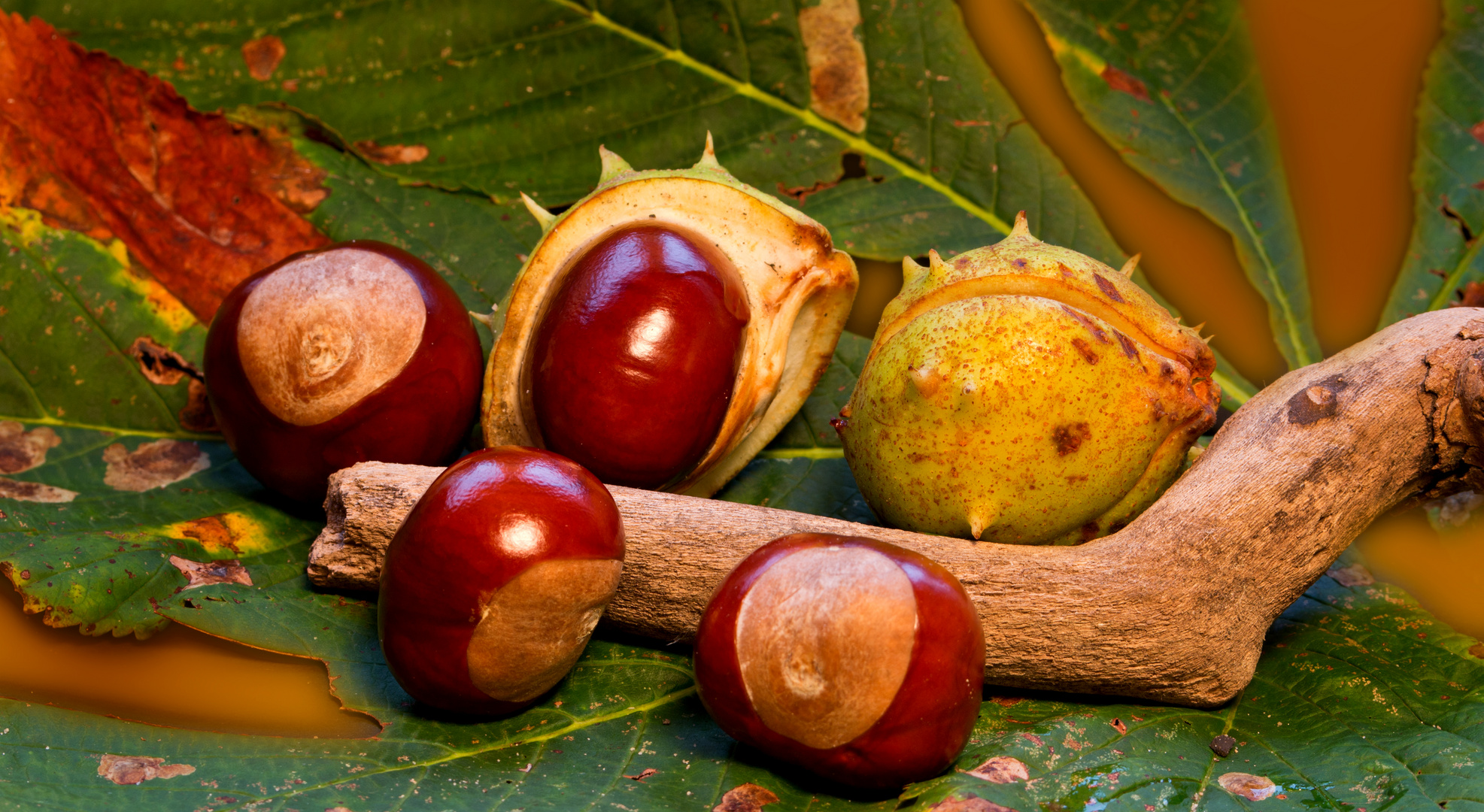 Kastanie Foto & Bild | jahreszeiten, herbst, still Bilder ...