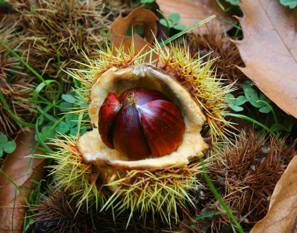 Kastanie Foto & Bild  jahreszeiten, herbst, natur Bilder auf fotocommunity