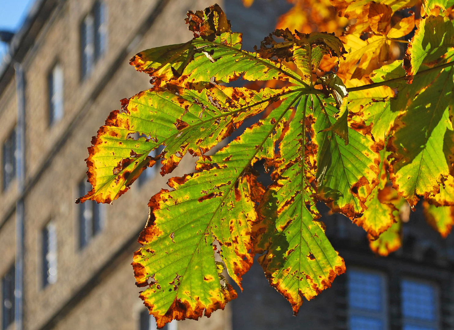 Kastanie am Schloß