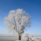 Kastanie am Wegesrand