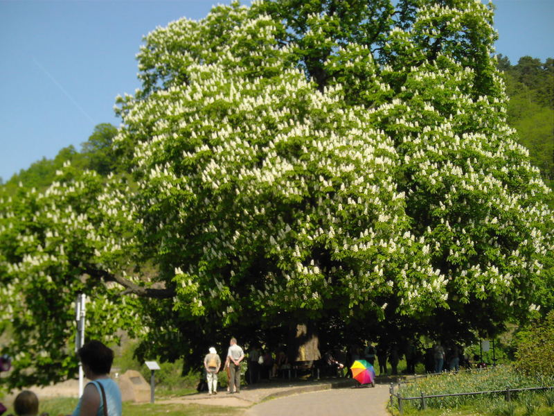 Kastanie am Weserstein