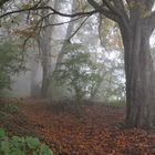 Kastanie Baum. Nebel morgens früh. 