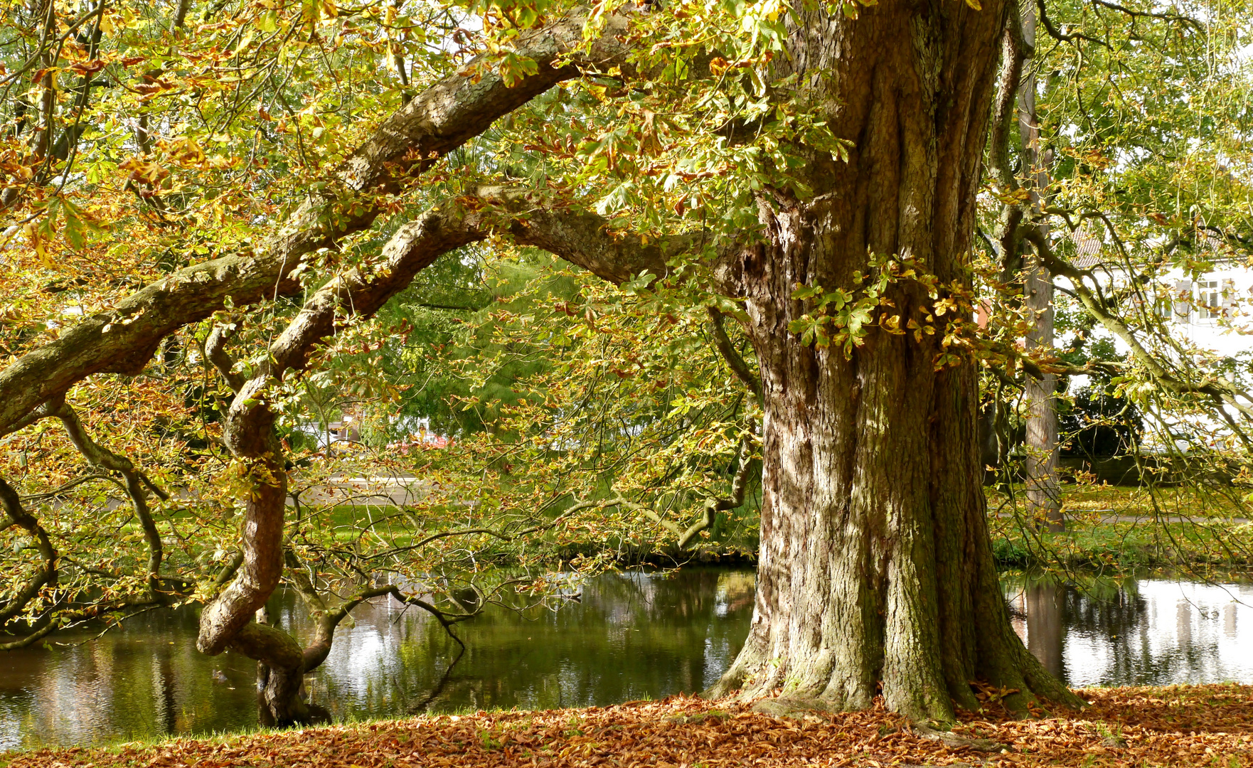 Kastanie Foto & Bild park, outdoor, bäume Bilder auf