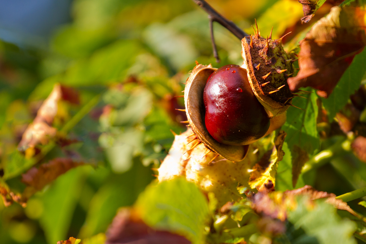 Kastanie - die ersten Herbstfarben