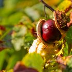 Kastanie - die ersten Herbstfarben