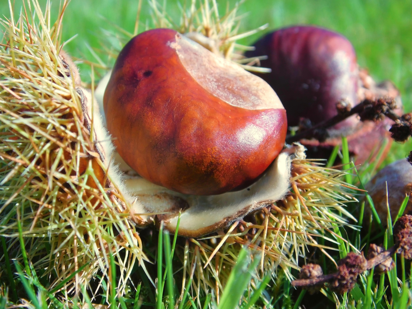 Kastanie Foto &amp; Bild | jahreszeiten, herbst, makro-blüten Bilder auf ...