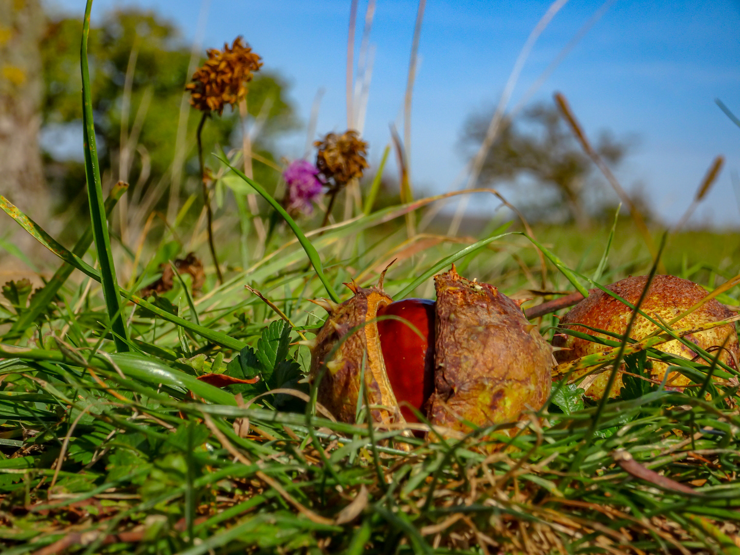 Kastanie genießt die Herbstsonne