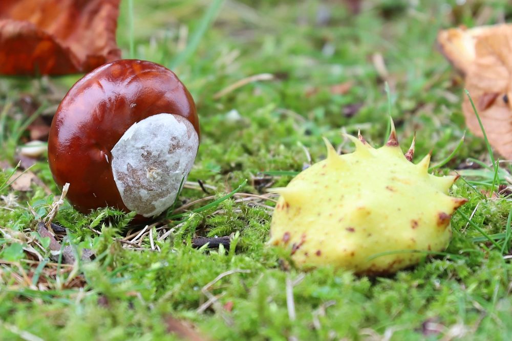 Kastanie Herbst Foto & Bild jahreszeiten, herbst, natur Bilder auf