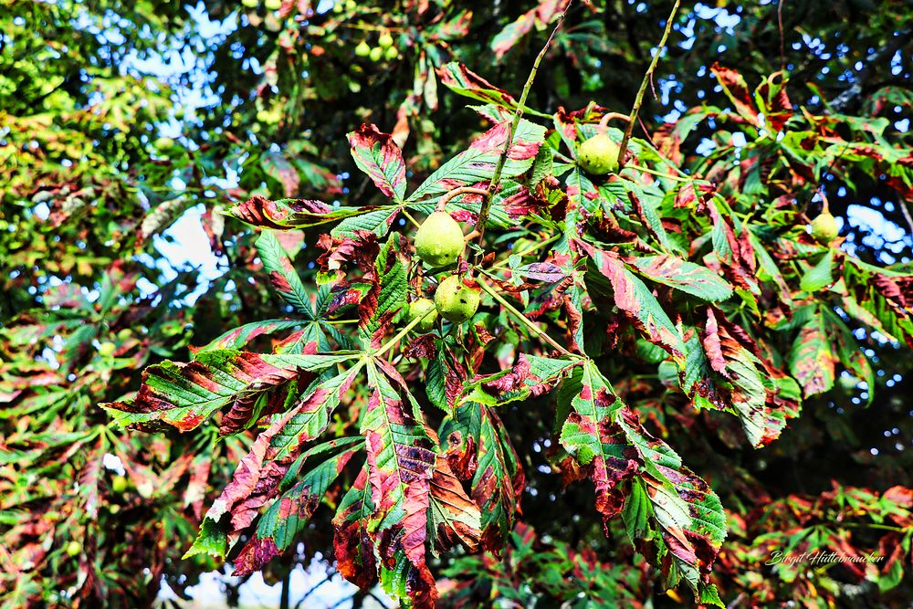 Kastanie im August Foto & Bild pflanzen, pilze & flechten, bäume